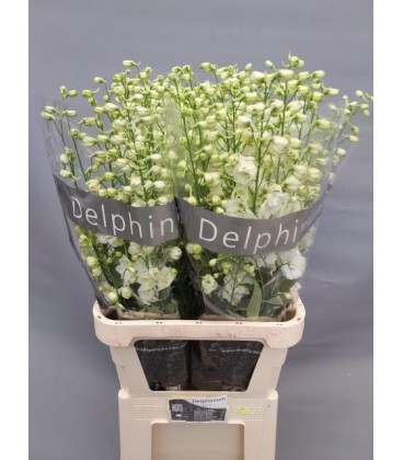 Delphinium Centurion White 100 CM