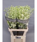 Delphinium Centurion White 110 cm