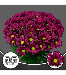 Chrysantheme Purple star 
