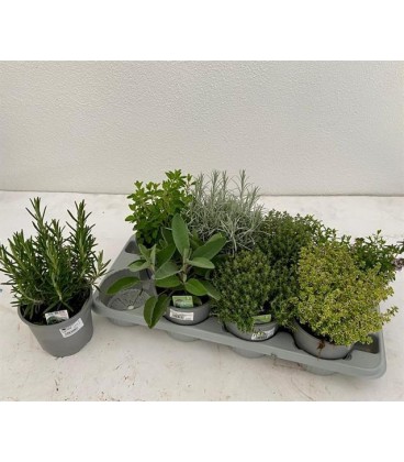 Plantes aromatique mix pot de 14