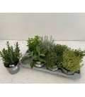 Plantes aromatique mix pot de 14