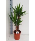 Yucca  pot de 24 h 120