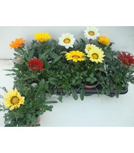 Gazania mix Ø 10.5/12