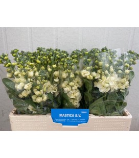 Giroflée Mathilda Yellow