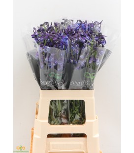 Delphinium Wolkerfried 60 cm