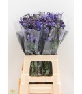 Delphinium Wolkerfried 60 cm