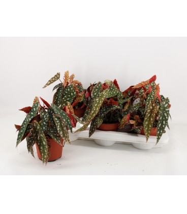 Begonia Wight Ø 14