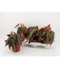 Begonia Wight Ø 14