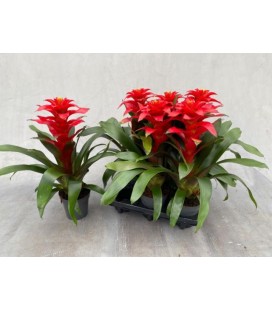 Guzmania Optima pot de 13 h 45