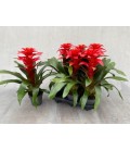 Guzmania Optima pot de 12 H40