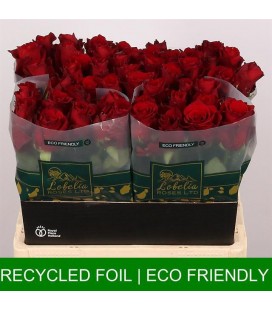 Rose Explorer 60 cm x 10