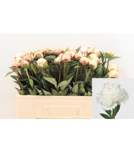 Pivoine Odile 50 cm
