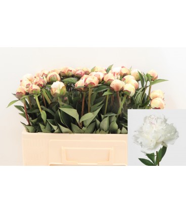 Pivoine Odile 50 cm