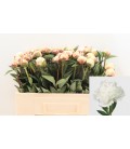 Pivoine Odile 50 cm