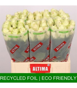 Rose Athena 60 cm