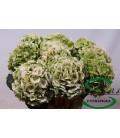 Hortensia Verena cl 60 cm