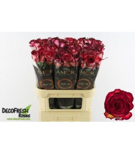 Rose Tzar 50 cm