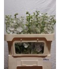 Delphinium Aurora White 90 cm