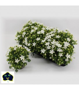 Campanule Blanche Ø12