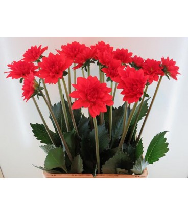 Dahlia Faith 65 cm