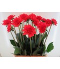 Dahlia Faith 65 cm