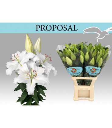 Lys Or Proposal 90 cm