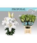 Lys Or Proposal 100 cm