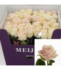 Rose Sweet Avalanche+ 70 cm