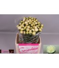 Pivoine Bridal Shower 55 cm