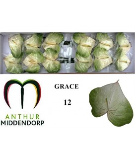 Anthurium A Grace par 12
