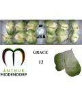 Anthurium A Grace par 12