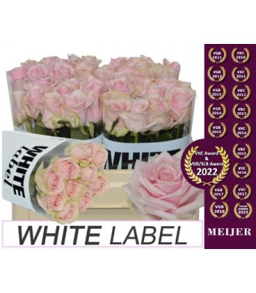 Rose Sweet Avalanche+ 50 cm