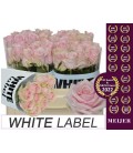 Rose Sweet Avalanche+ 50 cm
