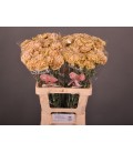 Oeillet Lege Marrone 40 cm x20