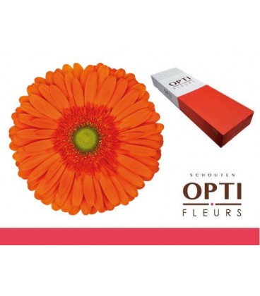 Gerbera Atlanta 