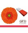 Gerbera Atlanta 