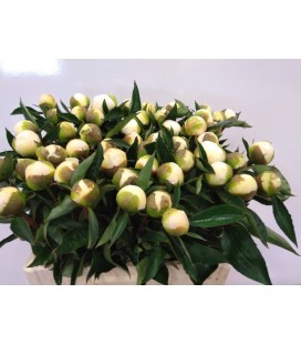 Pivoine White Grace 60 cm