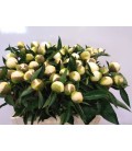 Pivoine White elegance 55 cm