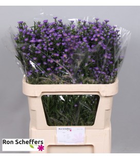 Aster Laura 80 cm