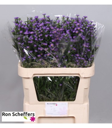 Aster Laura 40 gr