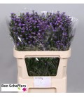 Aster Laura 40 gr