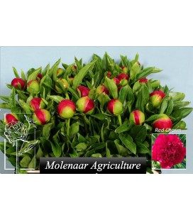 Pivoine Red Charme 50 cm