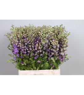 Pied d' alouette Violet lilac 80 cm