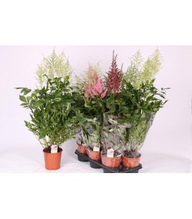 Astilbe pot de 15 H70