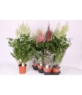 Astilbe pot de 15 h 60
