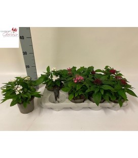 Pentas pot de 13