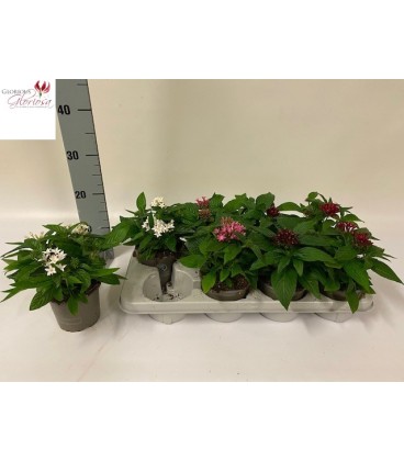 Pentas pot de 12