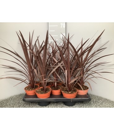 Cordyline red star pot de 13