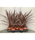 Cordyline red star pot de 13