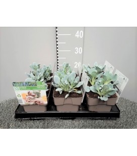 Plante a Huitre Mertansia Ø 14